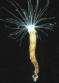 Scyphozoa (jelly fish)