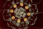 female medusa Nausithoe aurea