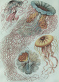 Scyphozoa (jelly fish)