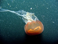 Scyphozoa (jelly fish)