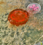 medusa with Pelagia noctiluca
