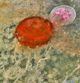 Scyphozoa (jelly fish)