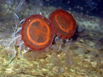 two medusae