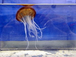 medusa in aquarium