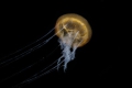 Scyphozoa (jelly fish)