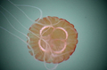 Scyphozoa (jelly fish)