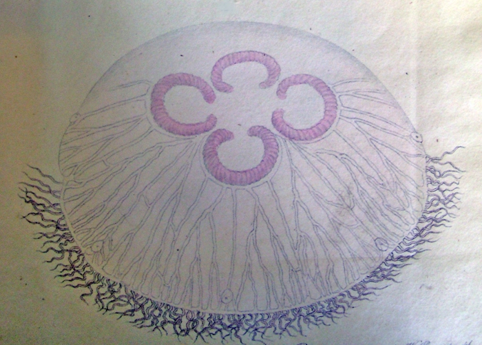 medusa Aurelia colpota (from Brandt, 1838)