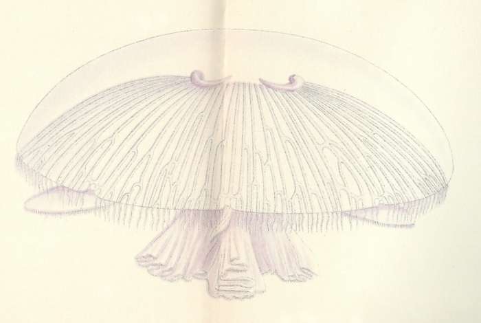 medusa from original publication