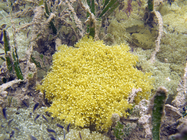 Cassiopea frondosa on sea bed