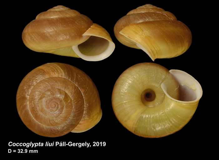 Coccoglypta liui Páll-Gergely, 2019