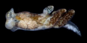 Olea hensoni - Jim Henson's Egg-Eating Slug