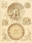 original plate from Haeckel (1880)