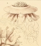 part of Haeckel's plate