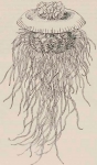 one of the drawings of Kishinouye (1902)