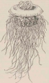 Scyphozoa (jelly fish)