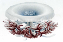 original drawing from Vanhöffen (1902)