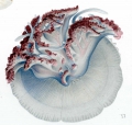 Scyphozoa (jelly fish)