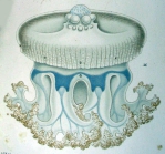 medusa from Agassiz & Mayer (1899)
