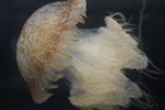 Adult medusa
