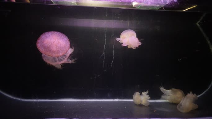 Adult and young medusae swimming