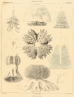 plate from Haeckel (1880)