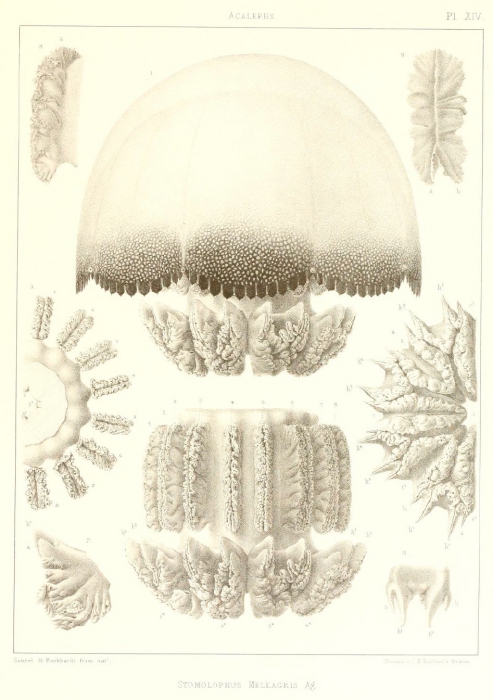 original plate from Agassiz (1860)