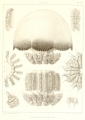 Scyphozoa (jelly fish)