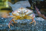 Crabe commun - IML, author: Noz�res, Claude