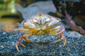 Crustacea (crustaceans)