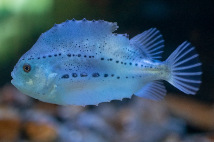 Petite grosse poule de mer - IML