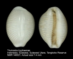 Trivirostra tryphaenae