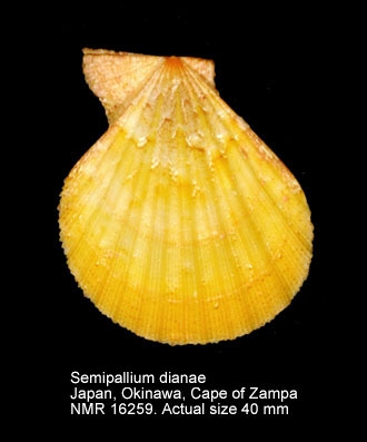 Semipallium dianae