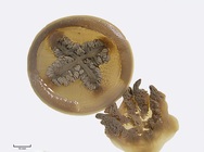 holotype medusa 