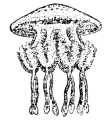 Scyphozoa (jelly fish)