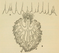 Scyphozoa (jelly fish)