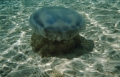 Scyphozoa (jelly fish)