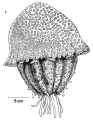 Scyphozoa (jelly fish)