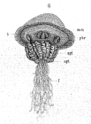 original image from Vanhöffen (1888)