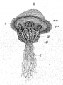 Scyphozoa (jelly fish)