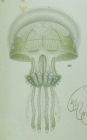 medusa drawing, original plate from Agassiz & Mayer (1899)