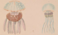 Scyphozoa (jelly fish)