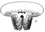 schematic side view of medusa (from Mayer, 1910)
