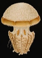 Scyphozoa (jelly fish)