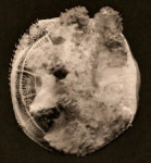 medusa image from Maas (1903)