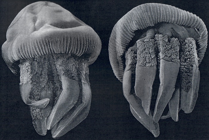 medusae from Rao (1931)