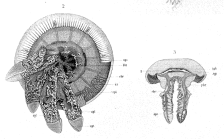 original schemes by Vanhfen (1888)