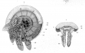 Scyphozoa (jelly fish)