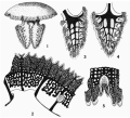 Scyphozoa (jelly fish)