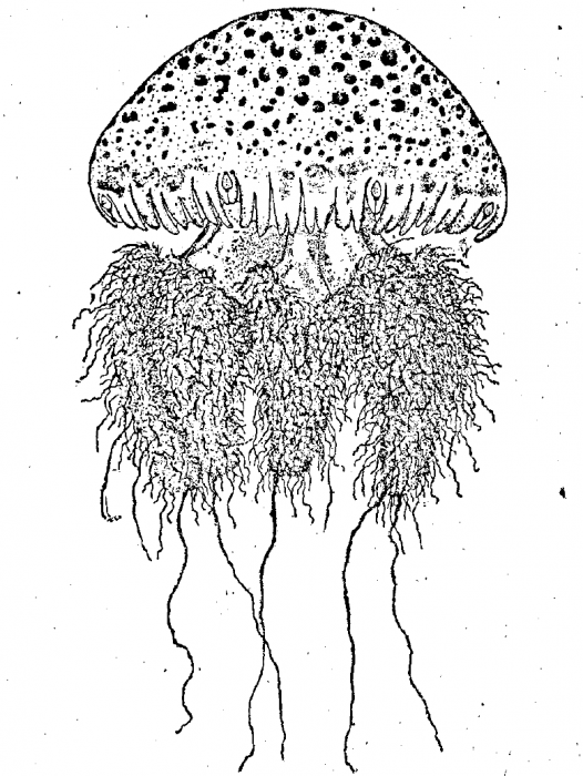medusa drawing by Light (1914)