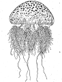 Scyphozoa (jelly fish)